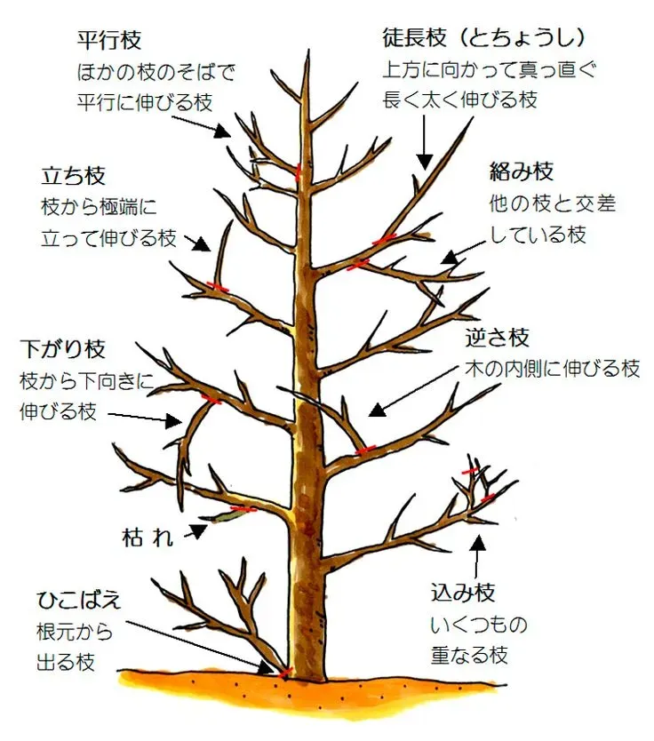なぜ今、樹木剪定のプロフェッショナル診断が必要なのか？