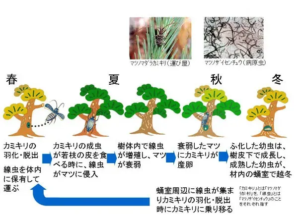 なぜ今、樹木病害虫の国際交流対策が重要なのか？越境する脅威の実態