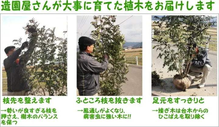 なぜ樹木剪定にプロが必要なのか？素人との違い