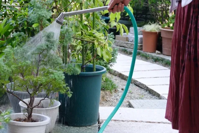 なぜ重要？庭園植物の水分調整の基本