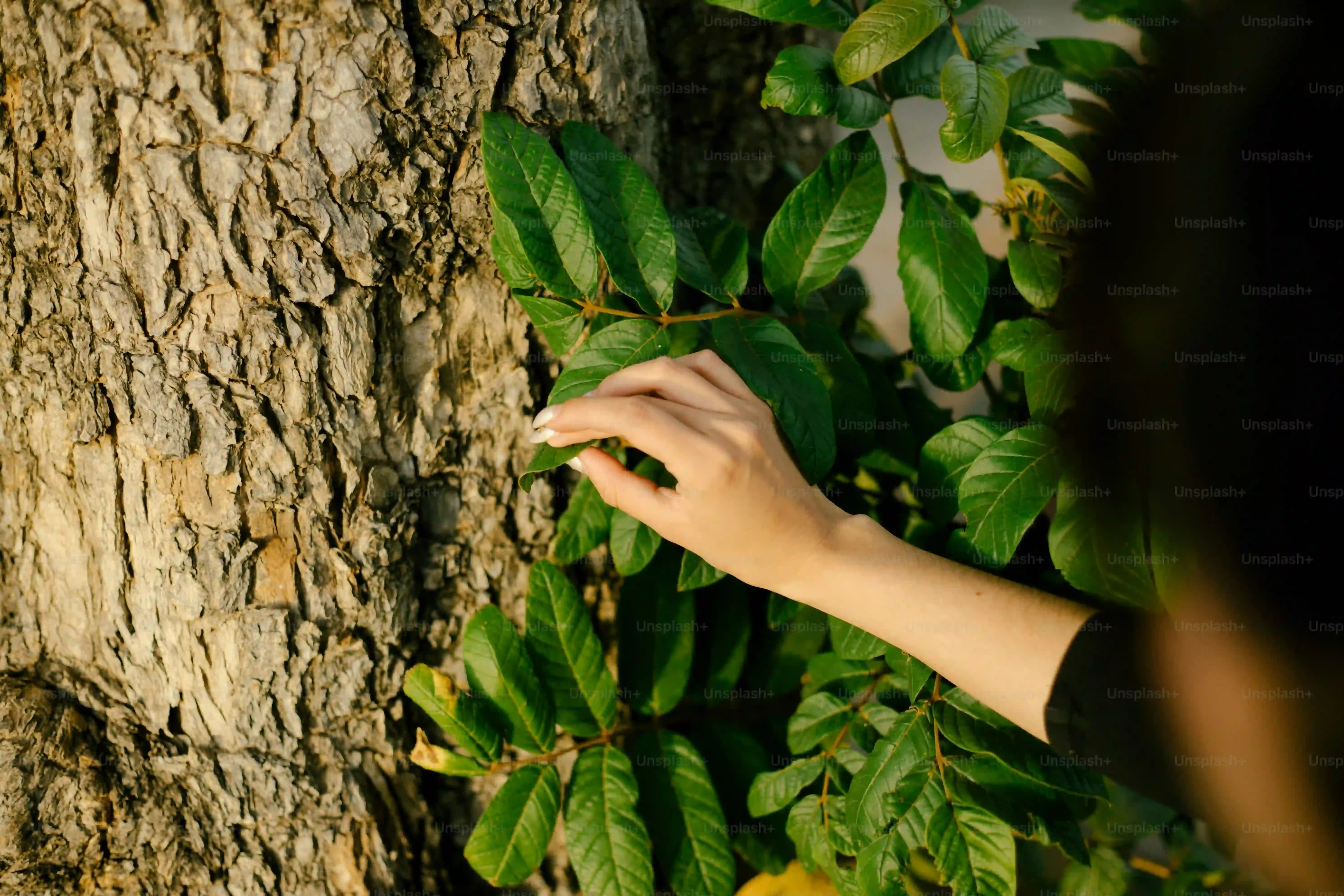よくある樹木病害虫の種類と見分け方