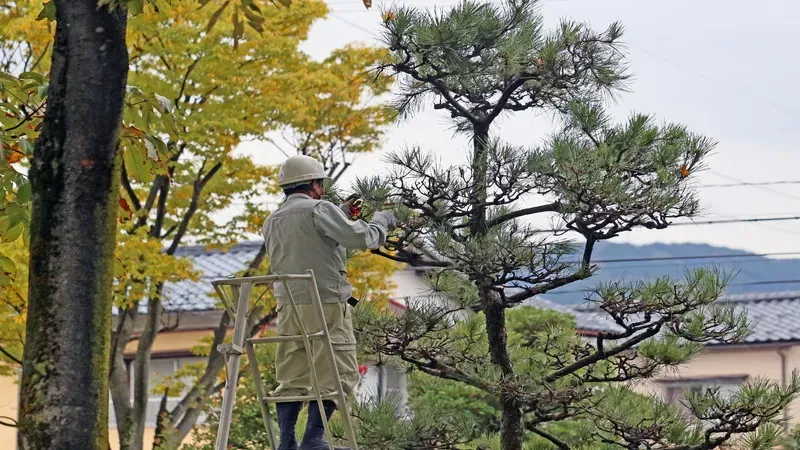 プロに頼む「樹木剪定のプロフェッショナル効果」とは？