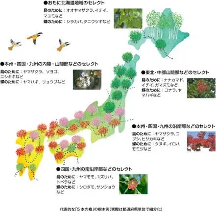 地域別の庭木国際認定の取得プロセスとメリット