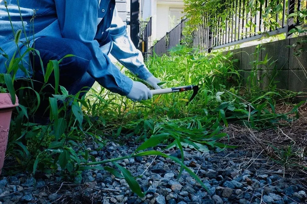 庭園植物のメンテナンス方法 年間を通して行うべき基本作業