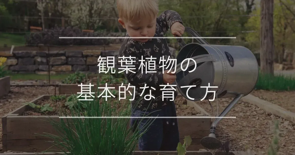 庭園植物の成長管理：土壌と光の基本