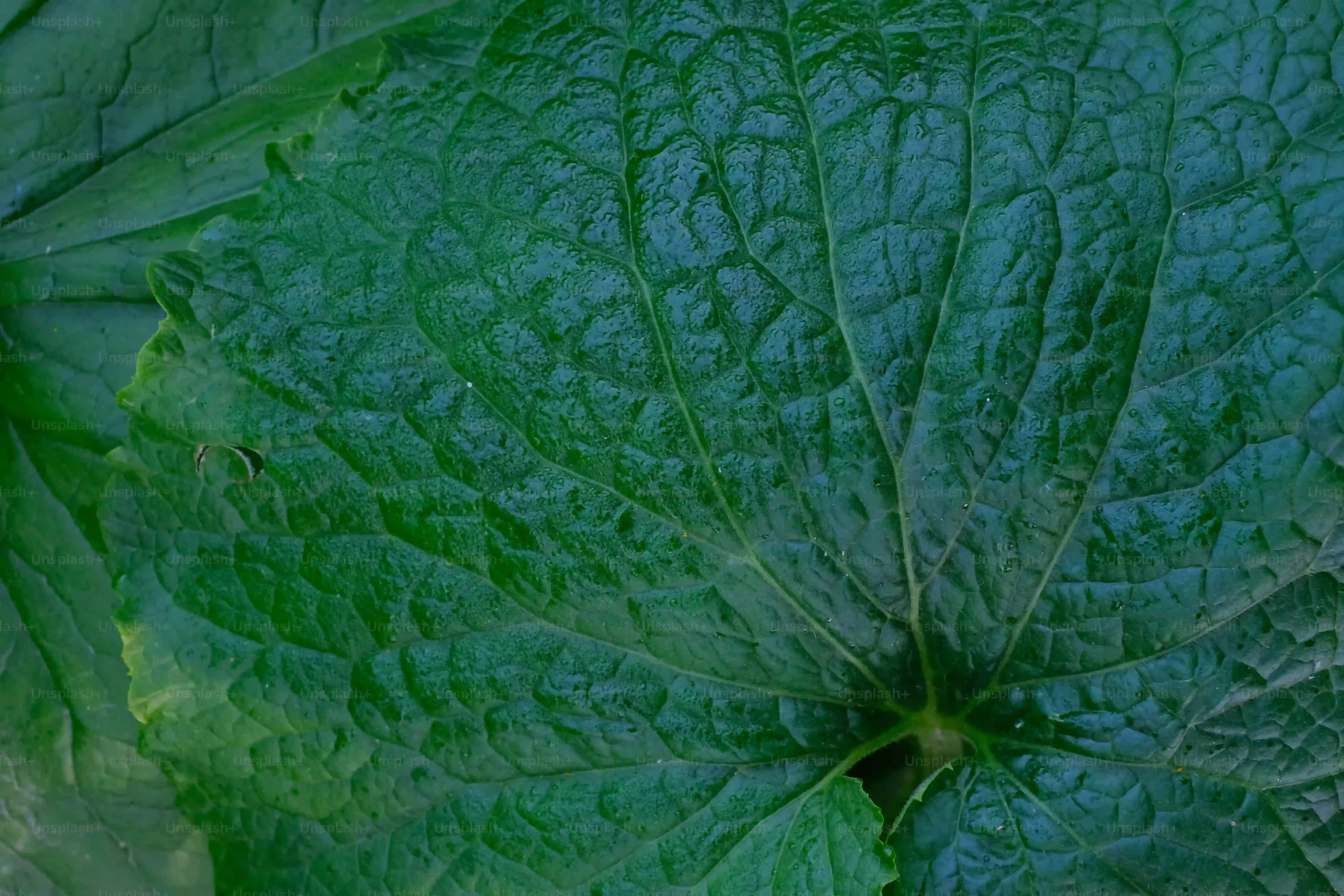 庭園植物の病害虫管理 実践編：効果的な駆除と安全な予防策