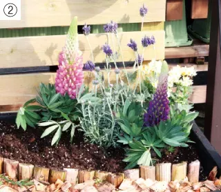 庭園植物の色合わせの基本ルール：知っておきたいこと