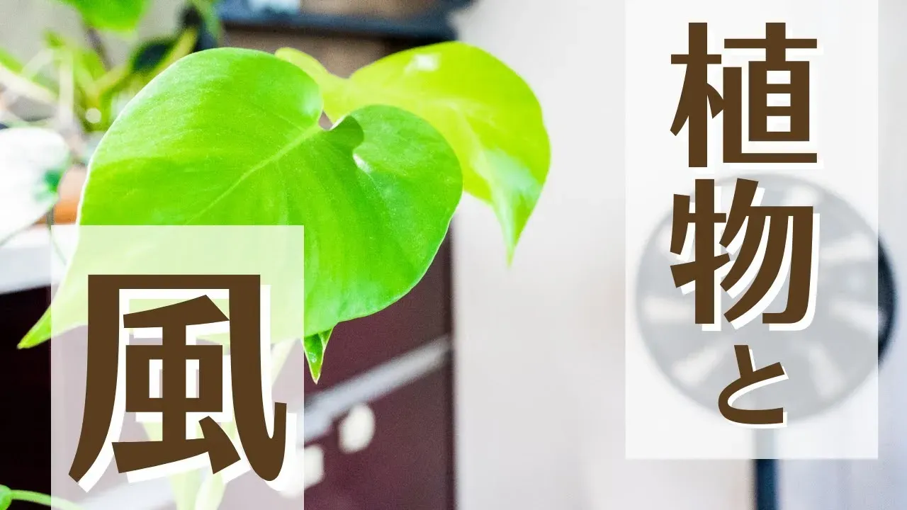 庭園植物の風調整を間違えるとどうなる？よくある失敗例