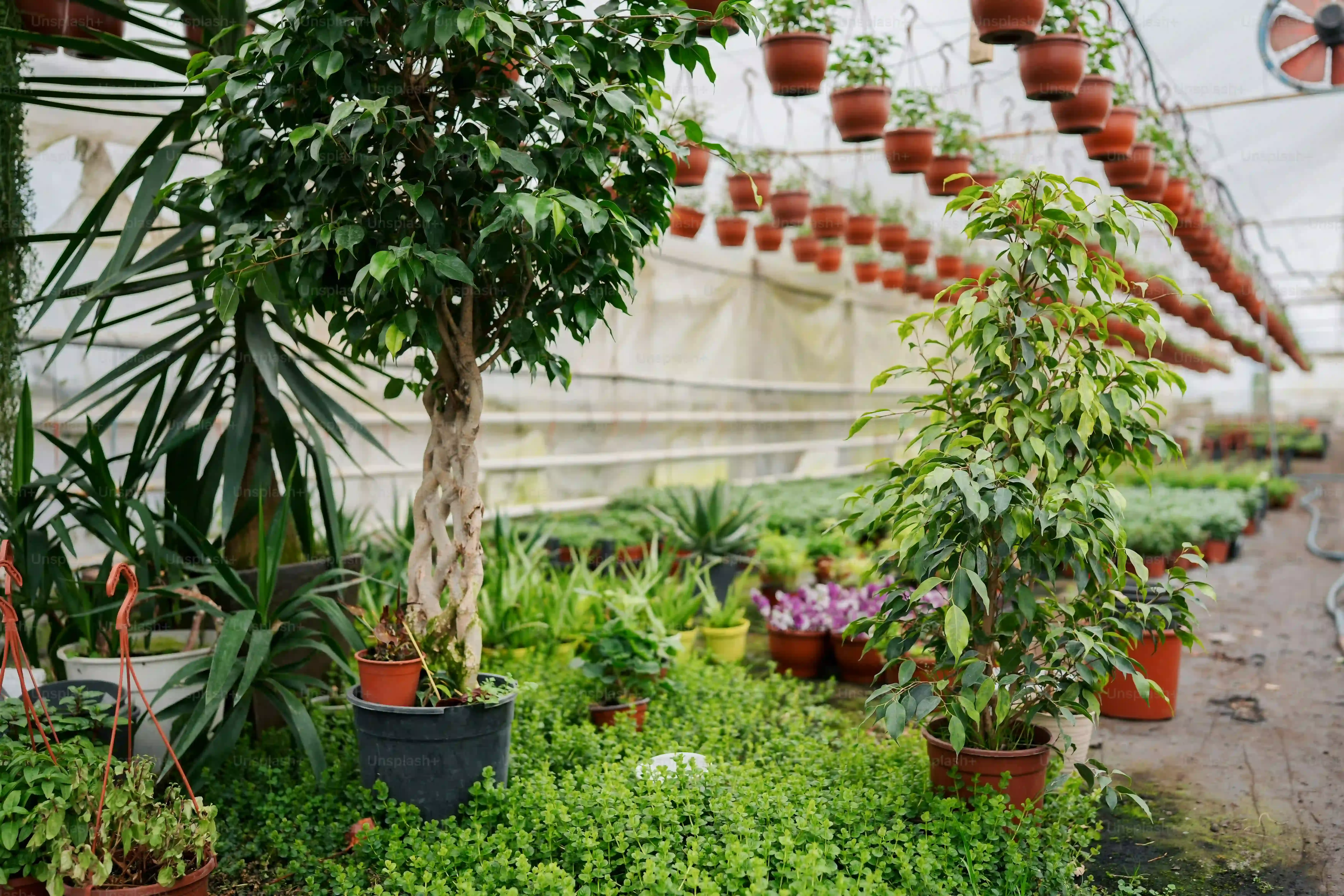 庭園植物の高さ調整でよくある疑問と失敗しないための注意点