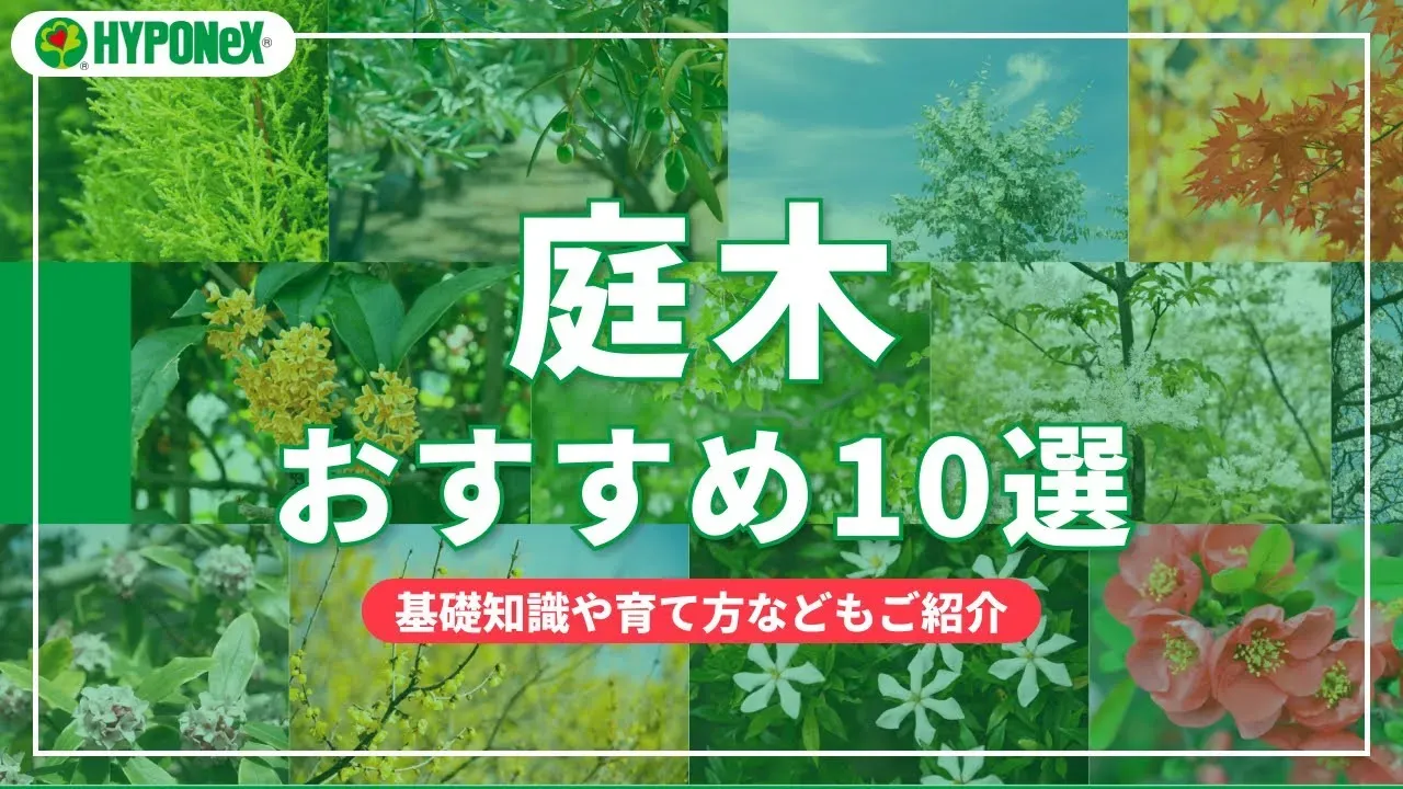庭木の手入れが心と体にもたらす意外な健康効果