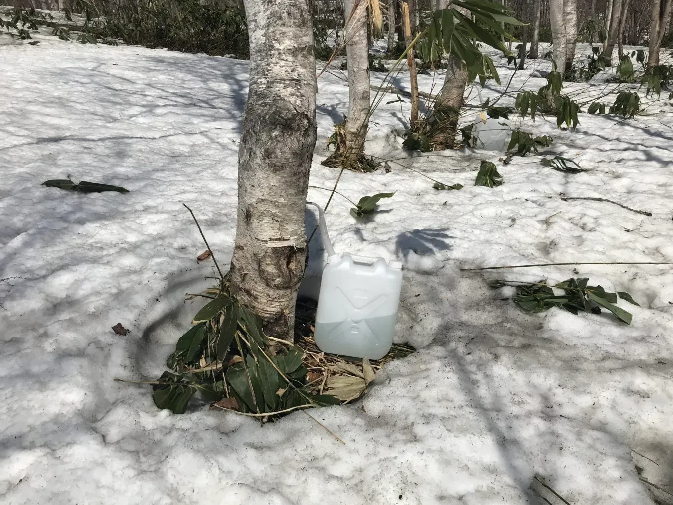 森を守りながら樹液を採取するには？持続可能な方法とは