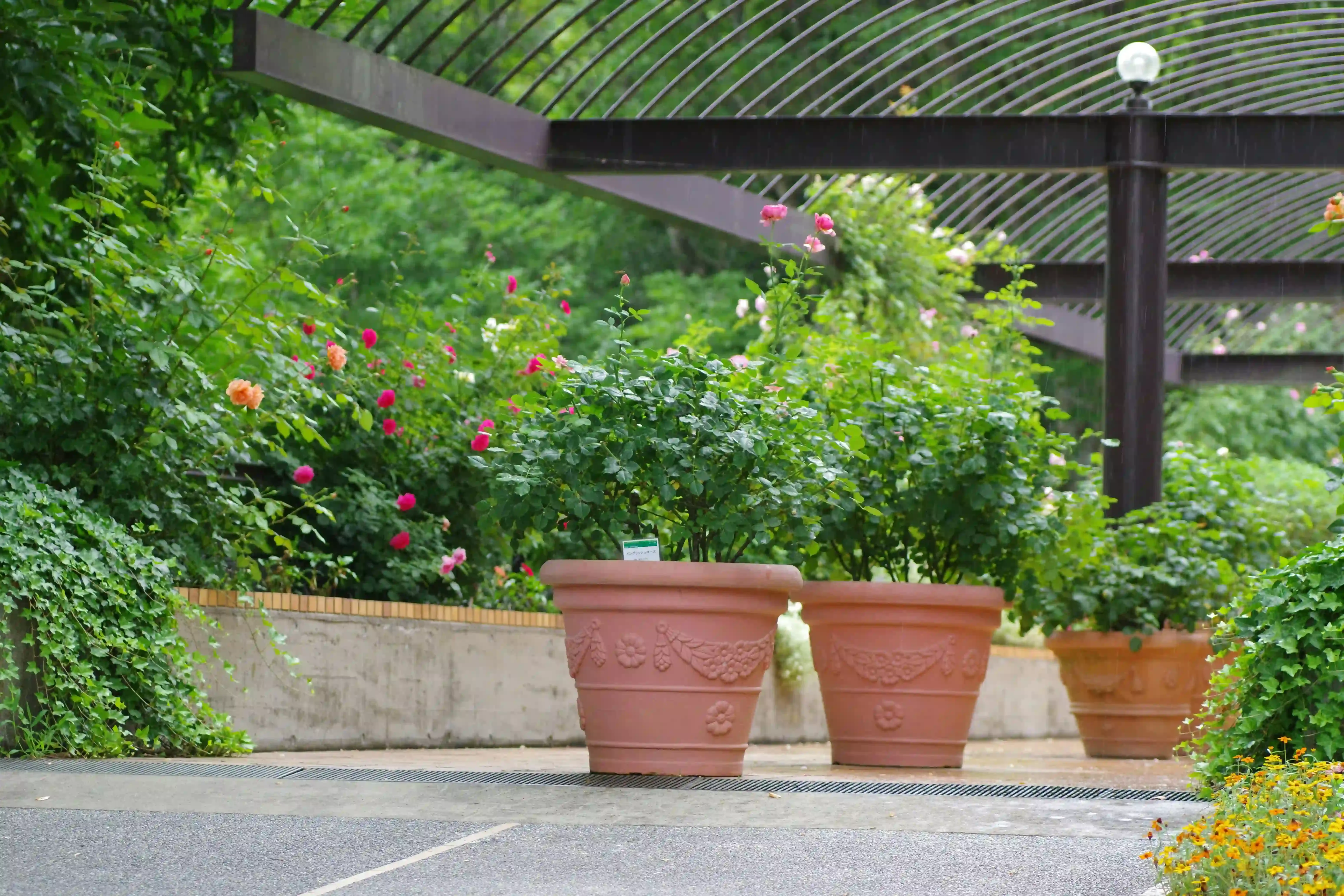 植物別！庭園植物のメンテナンス費用はこんなに違う