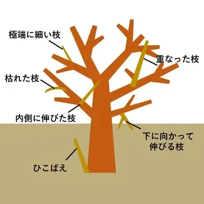 樹木剪定のプロフェッショナルネットワークとは一体何か？