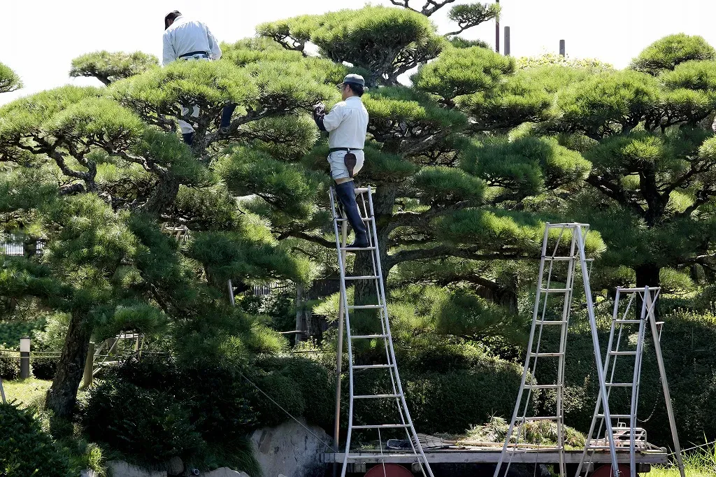樹木剪定のプロフェッショナル効率を最大限に引き出す樹種と剪定時期