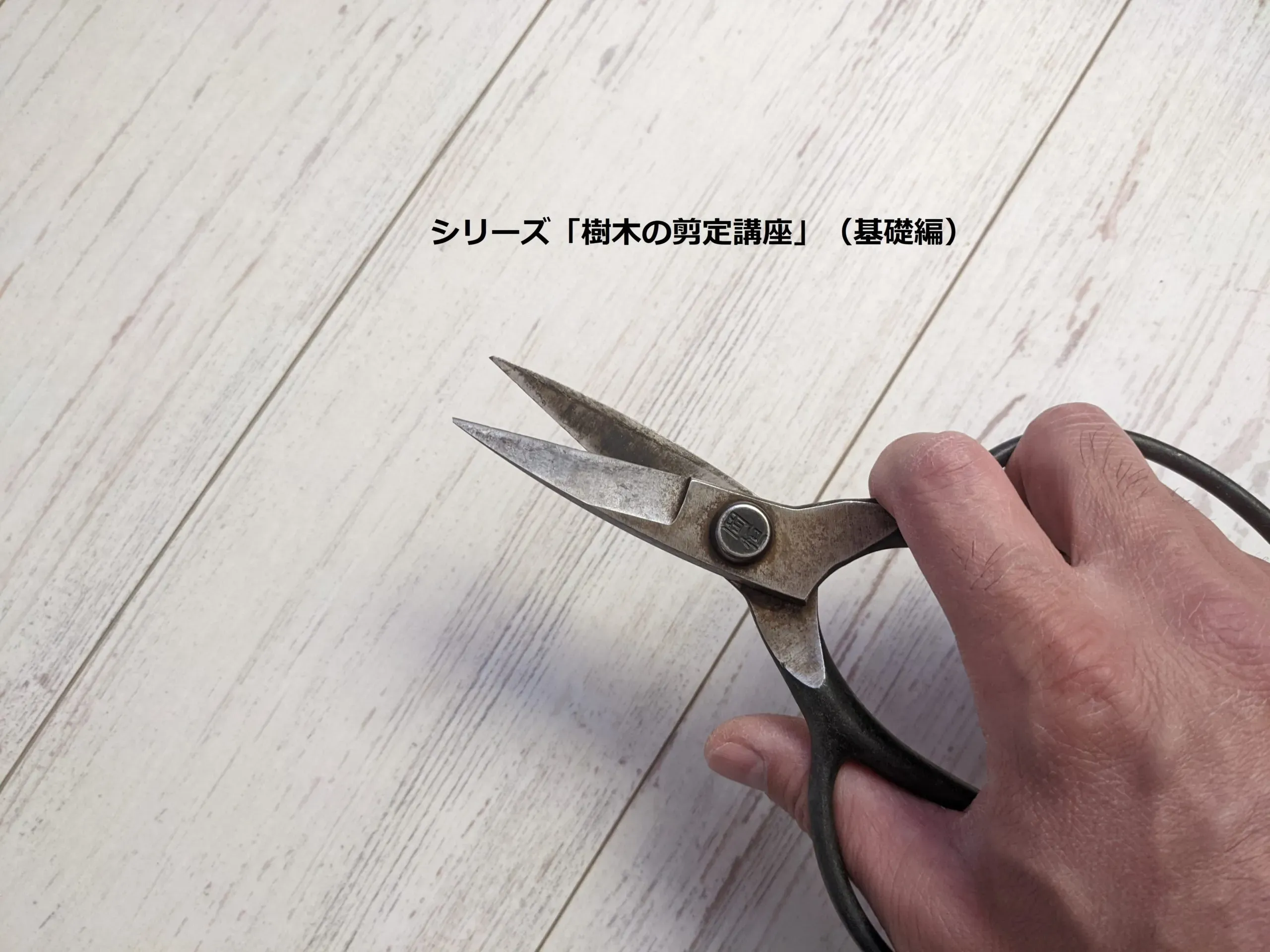 樹木剪定のプロフェッショナル教育とは？なぜ今、質の高い教育が必要なのか