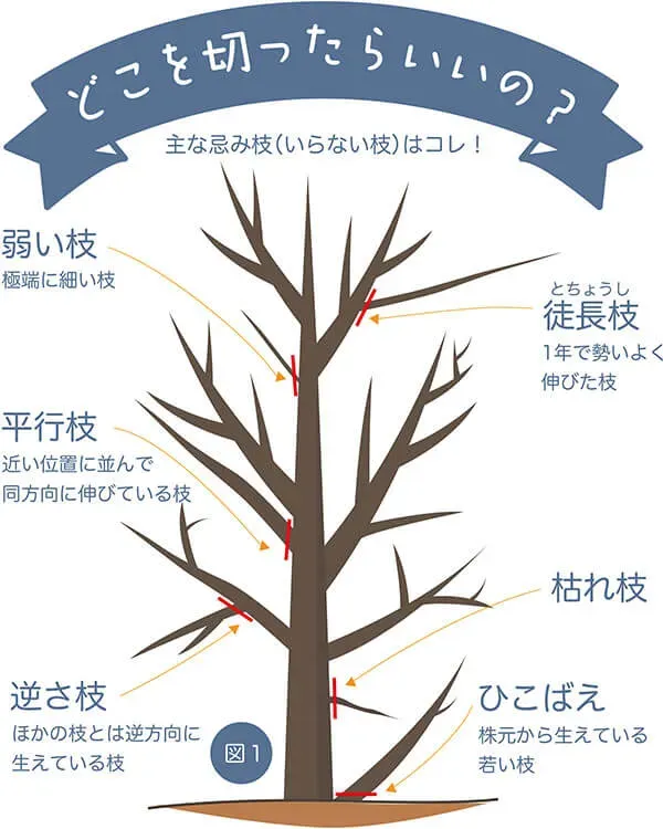 樹木剪定のプロフェッショナル教育の本質：圧倒的な技術を習得する完全ガイド