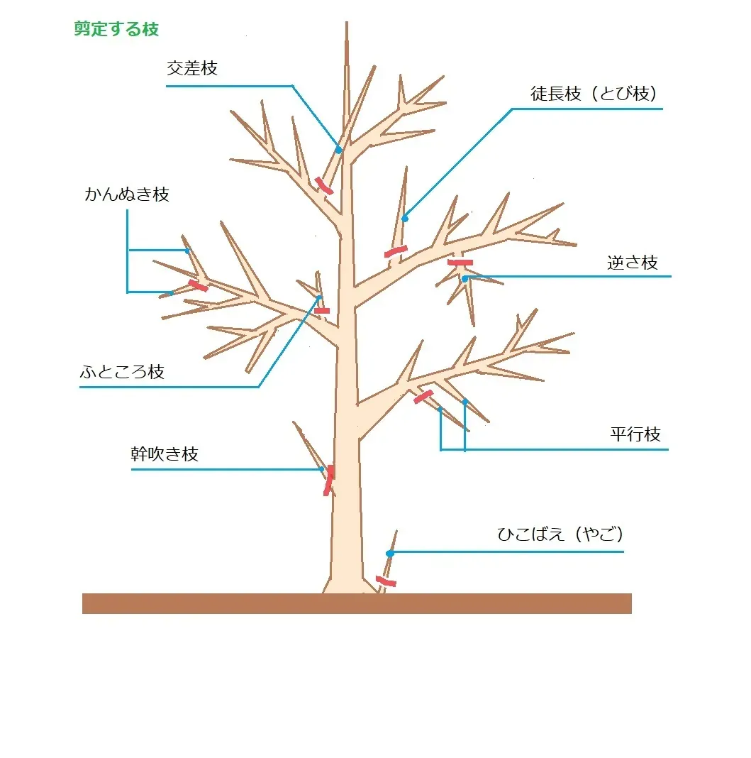 樹木剪定のプロフェッショナル方法：道具選びと事前の準備