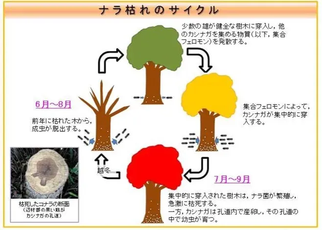 樹木病害虫の国際交流対策の具体的な取り組み：情報共有と共同研究