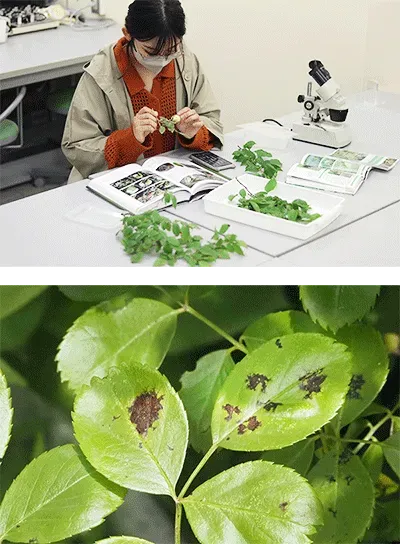 樹木病害虫の基本を知る：見分け方と被害サイン