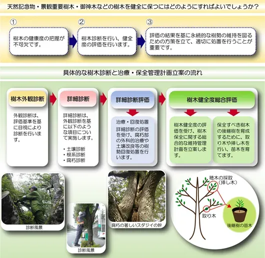 樹木病害虫の影響評価とは？なぜあなたの庭木に必要なのか