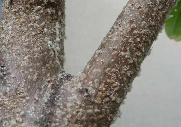 樹木病害虫の駆除方法を始める前に知っておくこと