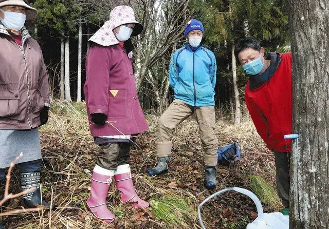 樹液採取の地域分けを知って、もっと楽しむには
