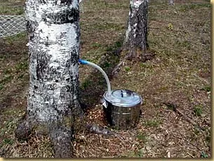 樹液採取の方法とは？その魅力と準備