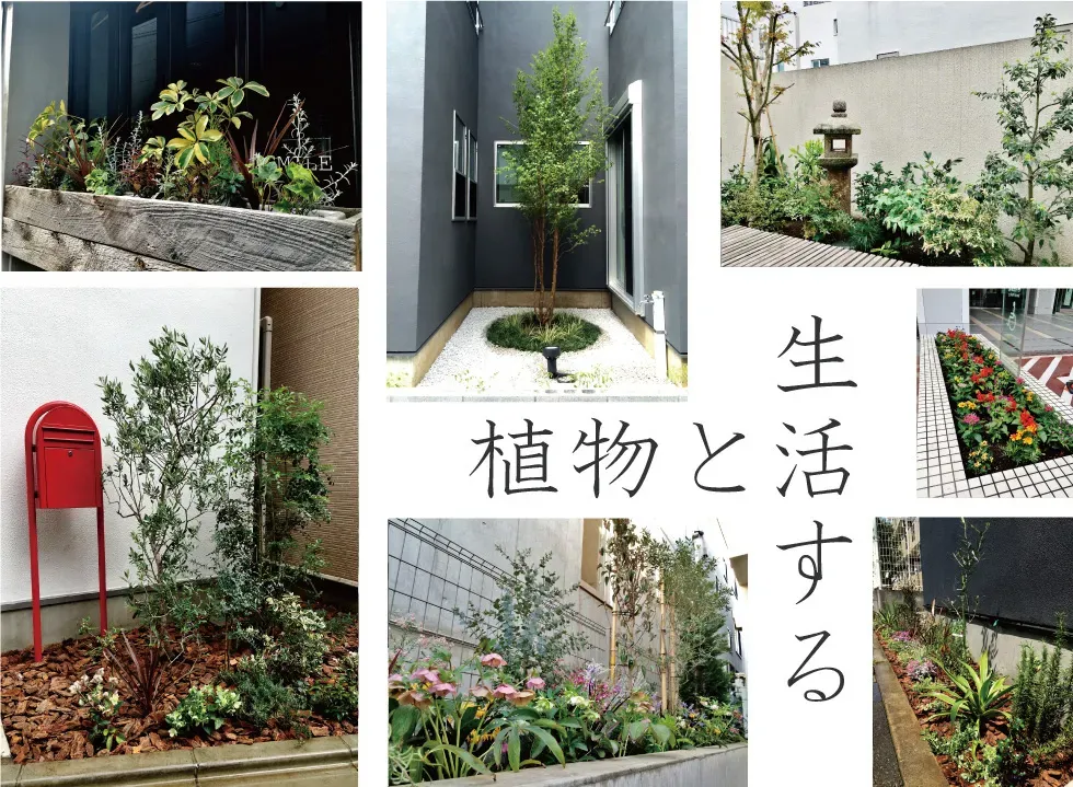 水やりと肥料：成長を促す正しい方法
