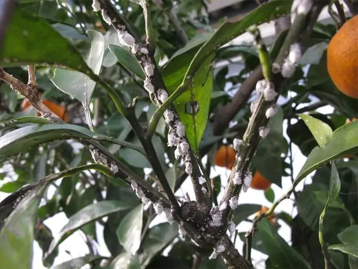 状況別！自分でできる樹木病害虫の駆除方法