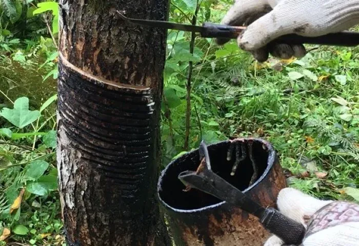 現代における樹液採取の見方と可能性