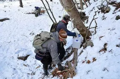 現代生活で見直される樹液採取の文化メリット