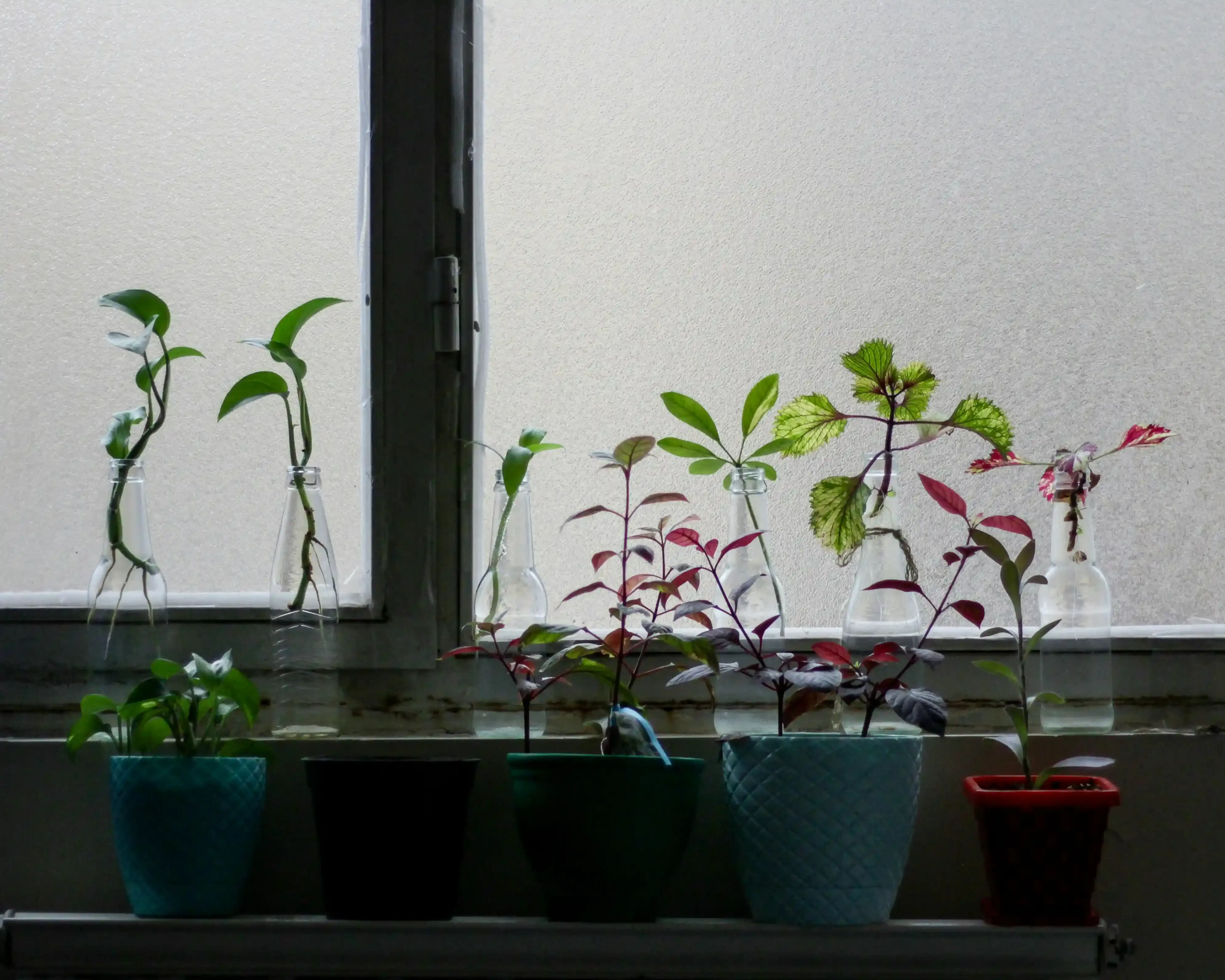 病害虫対策：大切な植物を守る