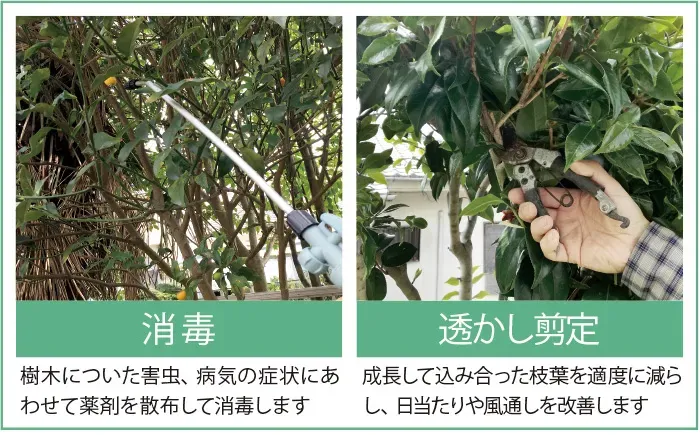 長期的な視点での樹木病害虫対策とコスト管理