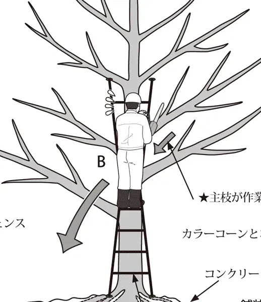 高所作業の落とし穴と回避策：樹木剪定のプロフェッショナル安全対策の実践