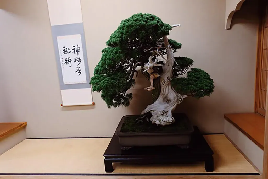bonsaiの国際賞を目指すためのステップ