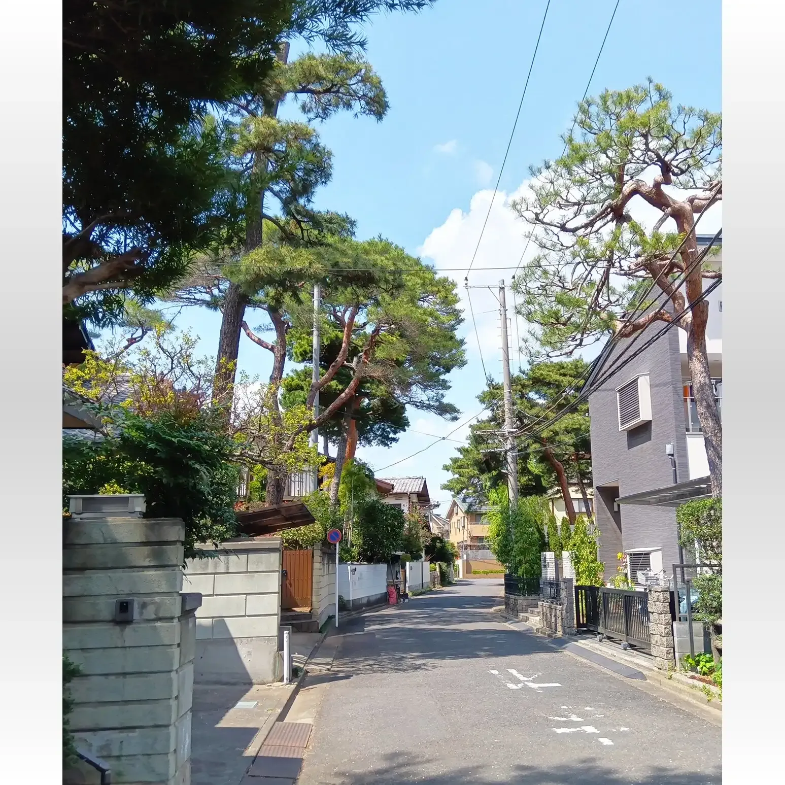 地域別の庭木国際トレンド：プロが厳選！失敗しない賢い庭木選びの決定版