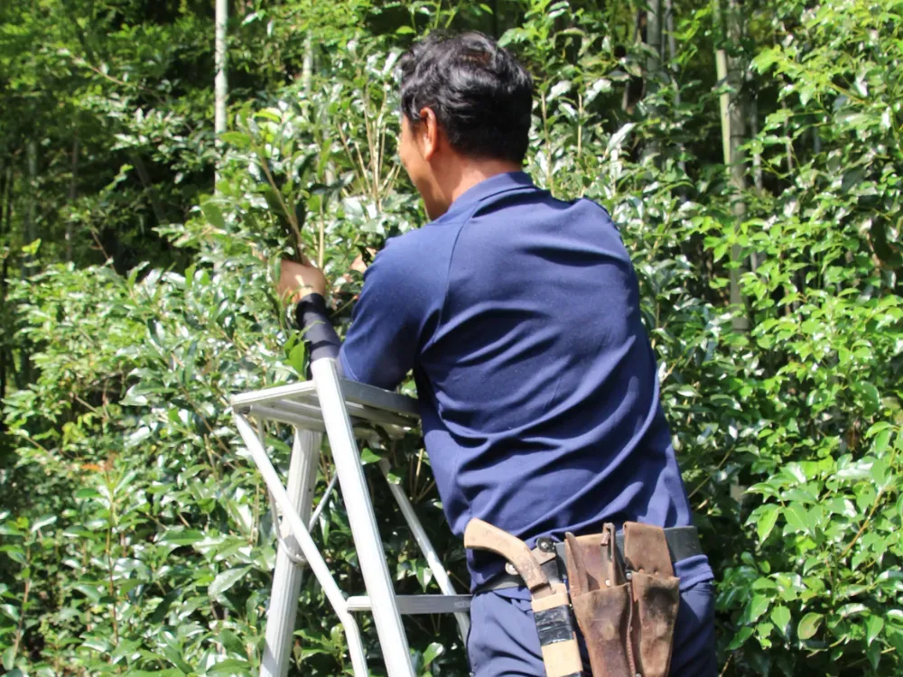 庭園植物のメンテナンス：効果実証済みの手入れ方法で失敗知らず