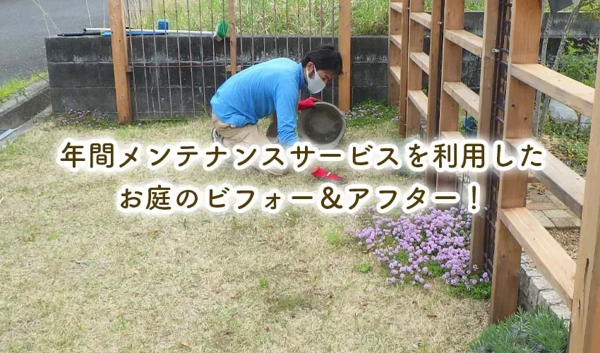 庭園植物のメンテナンスサービス 賢く選んで理想の庭に！完全ガイド