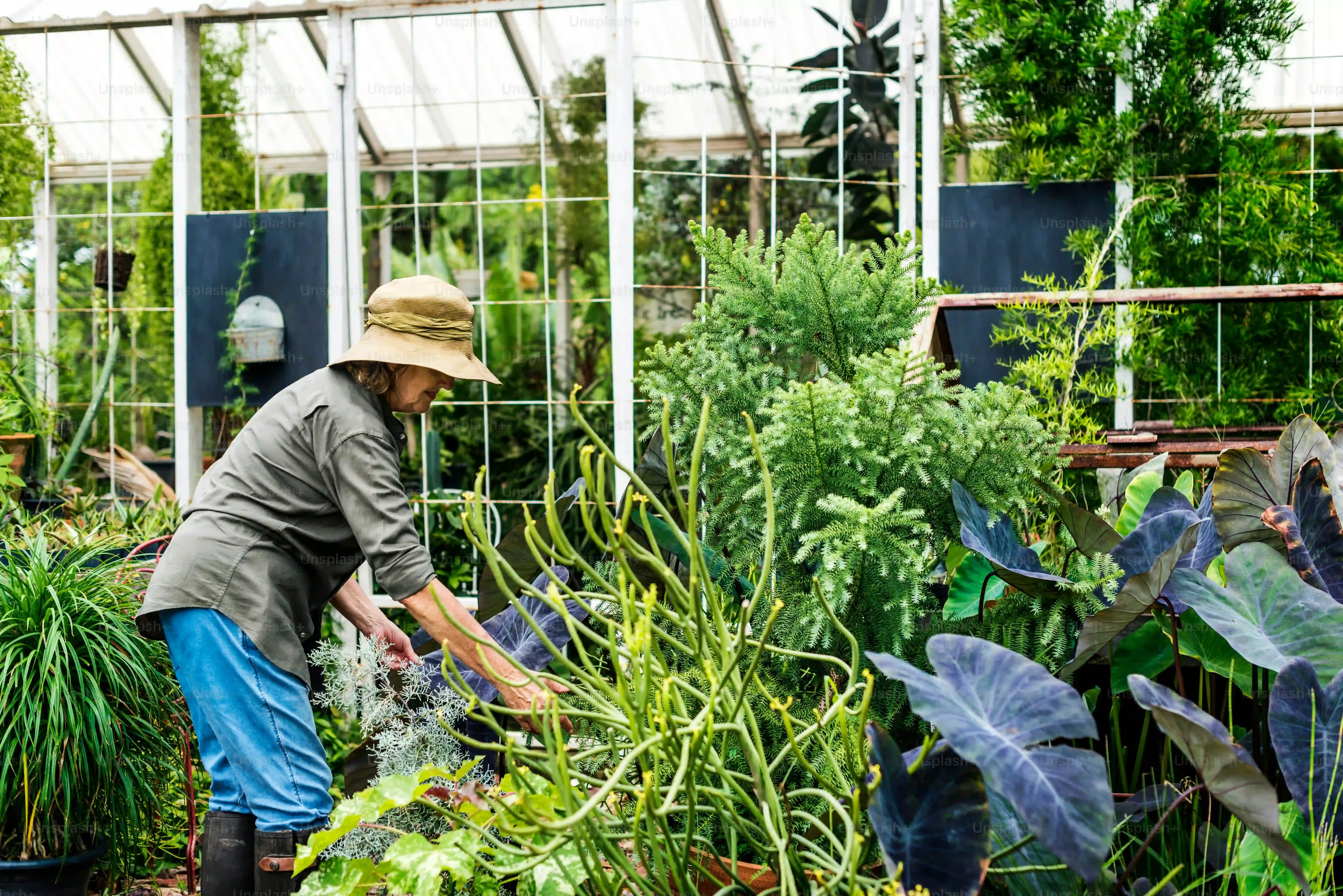庭園植物のメンテナンス効率を驚くほど向上！プロが使う秘密のツールとテクニック