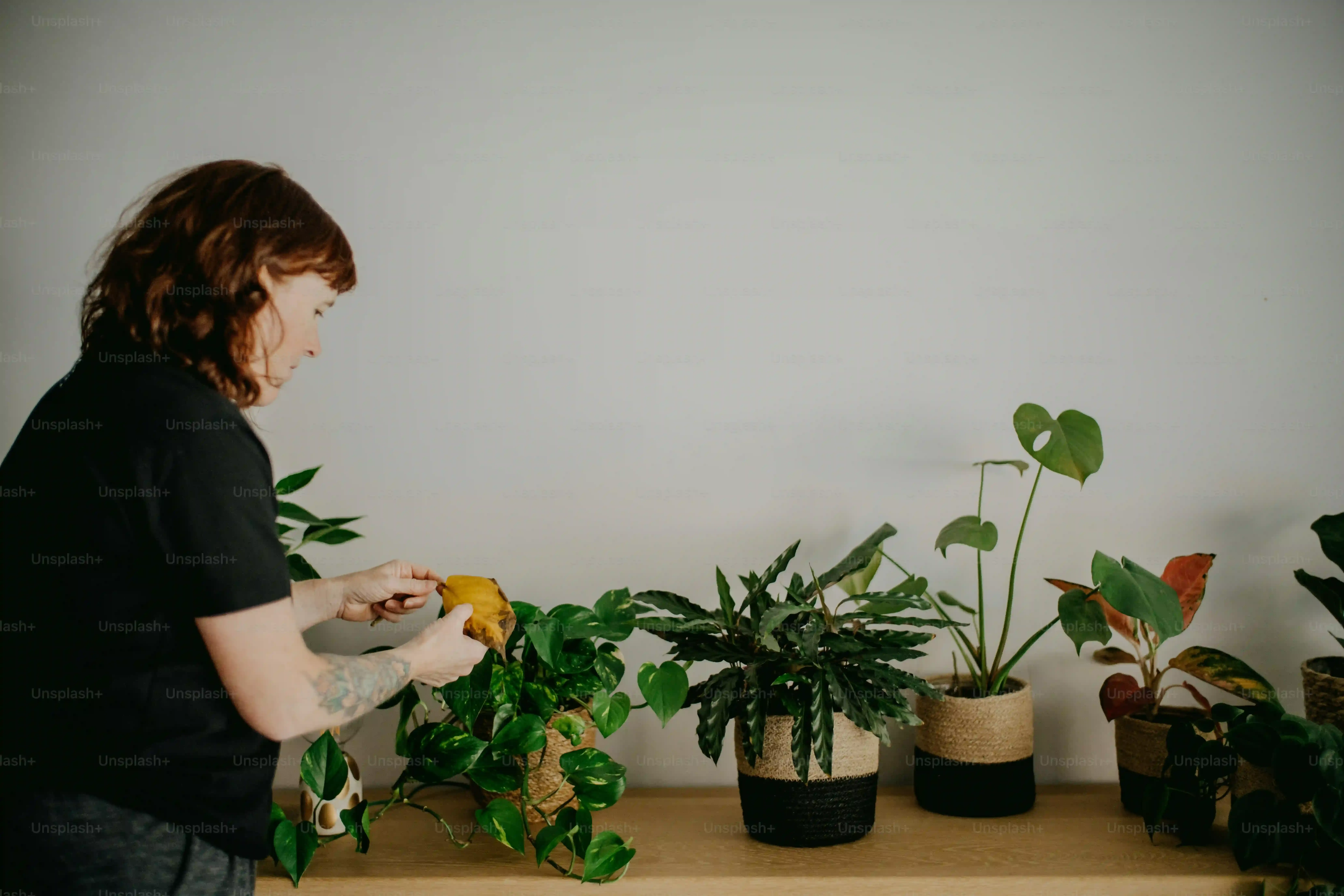 庭園植物のメンテナンス教育：究極の知識で庭が見違える