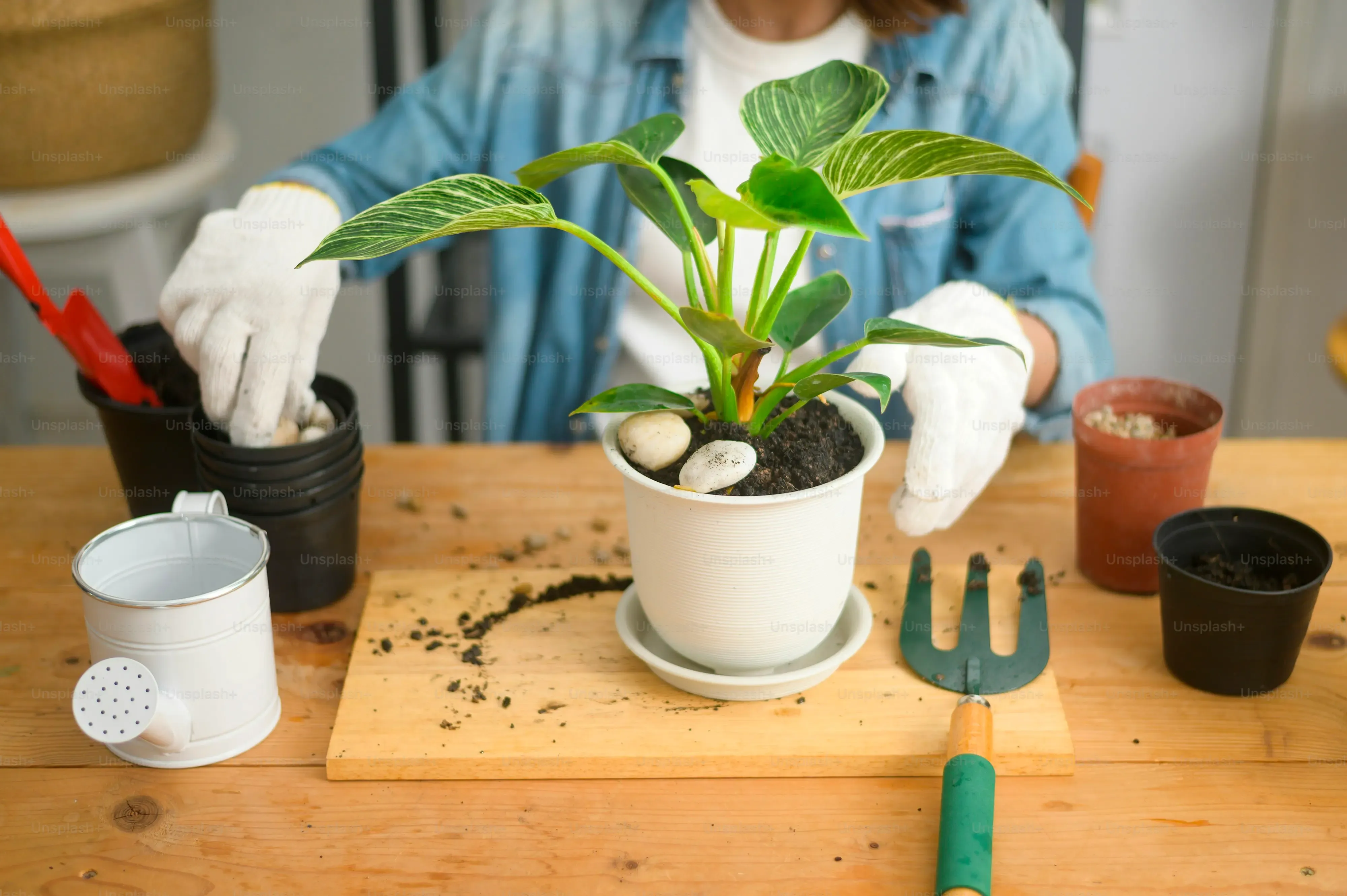 庭園植物のメンテナンス方法の絶対ルール：美しい庭を保つ秘訣