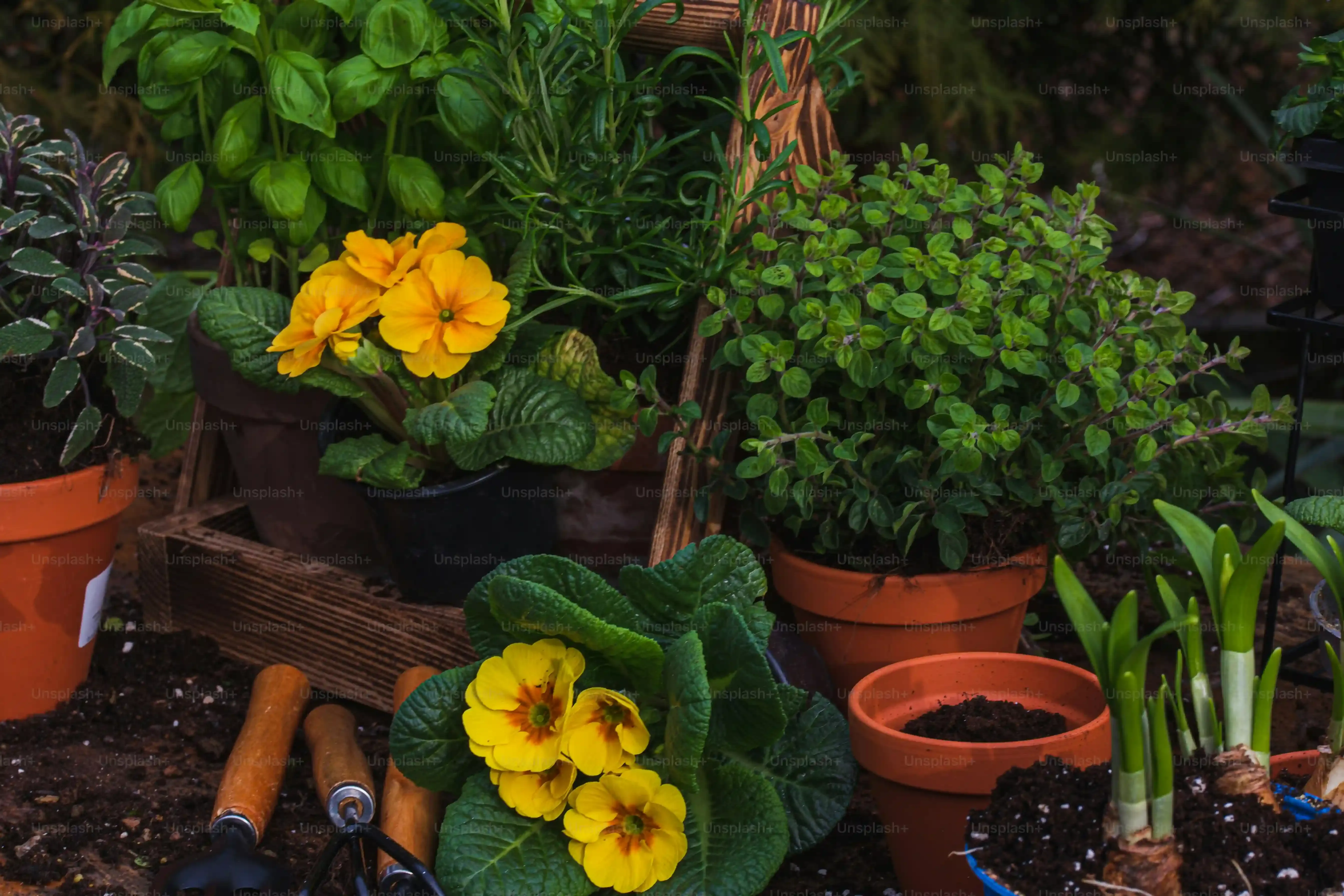 庭園植物のメンテナンス日誌で差がつく！初心者も確実に成功する記録の鉄則