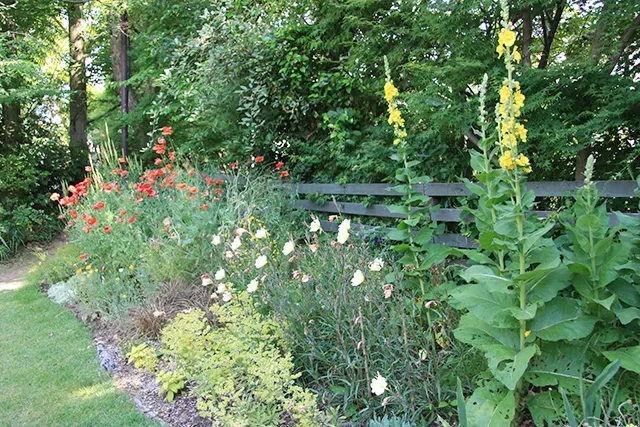 庭園植物の色合わせであなたの庭が見違える！驚くほど簡単な秘密の法則