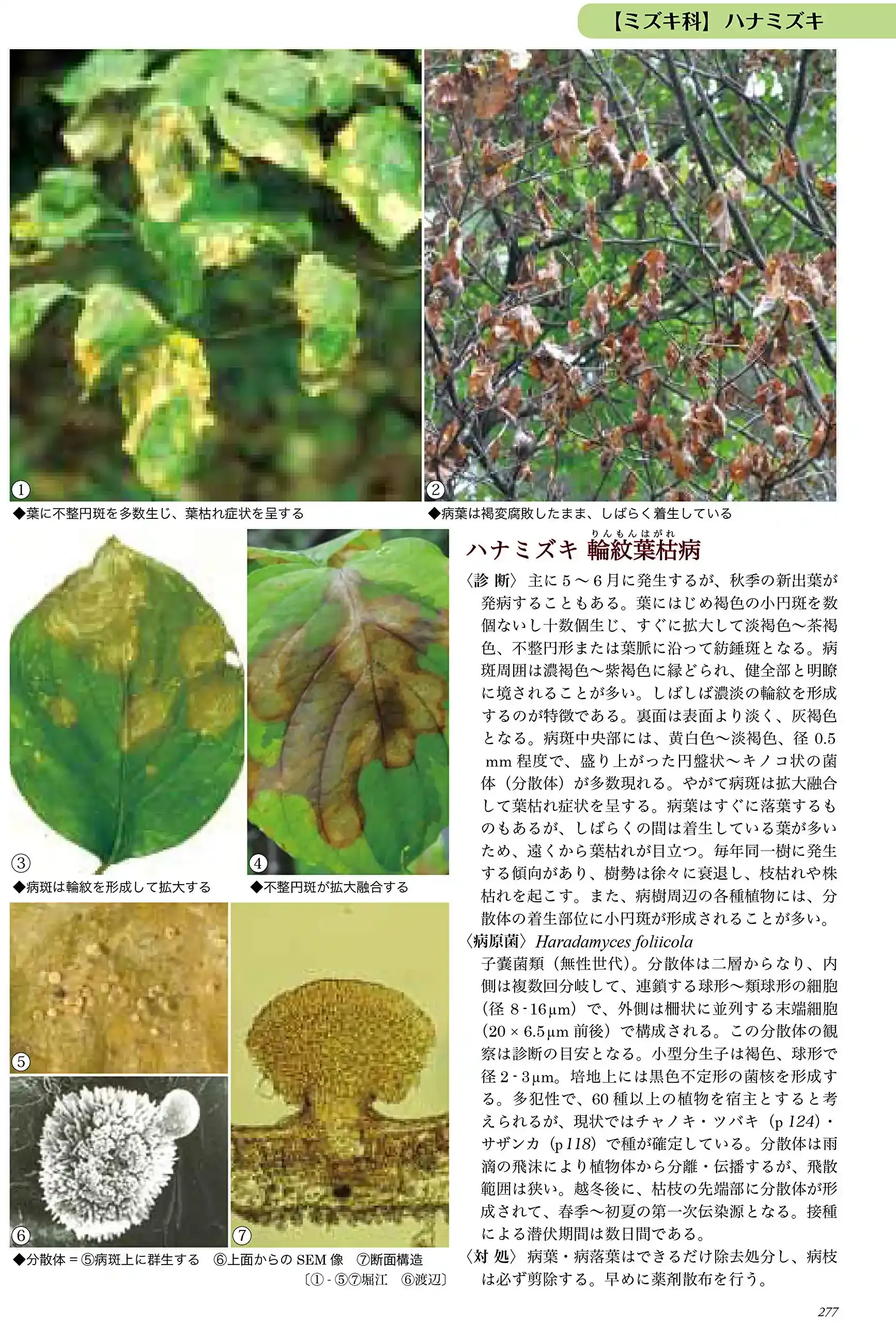 樹木病害虫の健康対策：プロが教える究極の庭木ケア完全ガイド