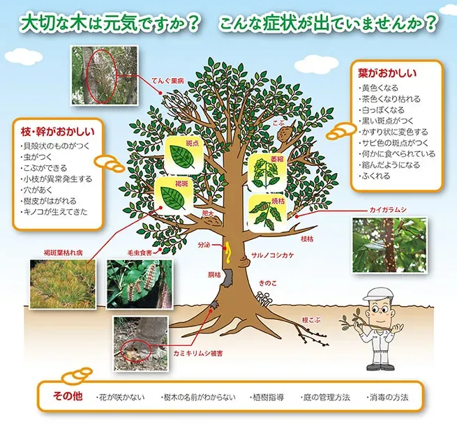 樹木病害虫の国際認定対策：確実な成功のために絶対に知っておくべき必須知識