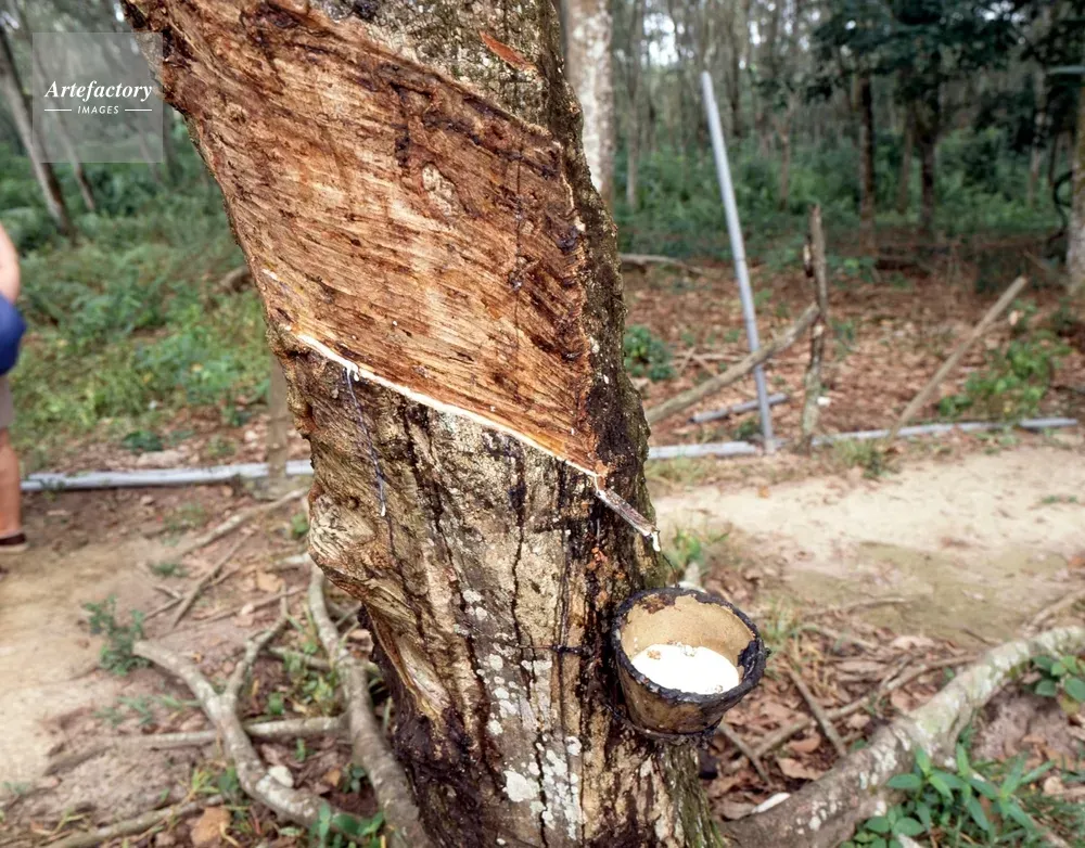 樹液採取の国際市場は今、驚くべき成長を遂げているのか？成功の鍵を徹底解説