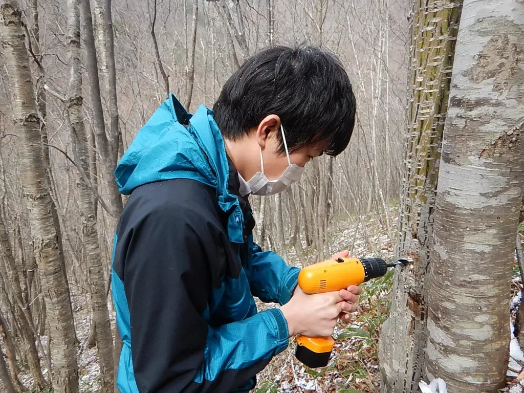 樹液採取で儲かる？知られざる経済メリットを徹底解説